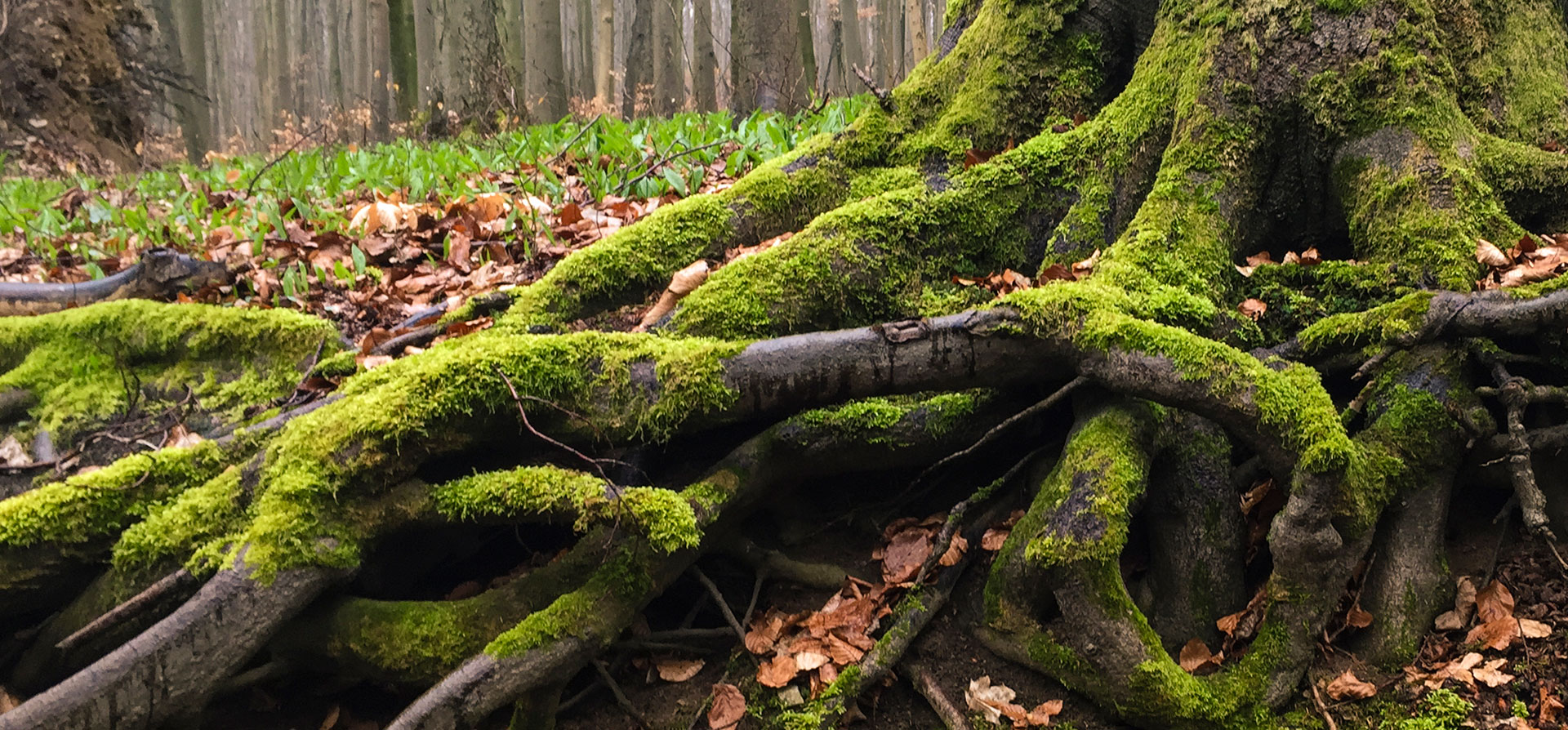 treeroots-1920×894-iStock-625705744